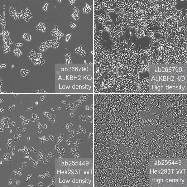 Cell Culture - Human ALKBH2 knockout HEK-293T cell line (AB266790)