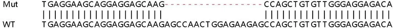 Sanger Sequencing - Human ALKBH2 knockout HEK-293T cell lysate (AB257830)