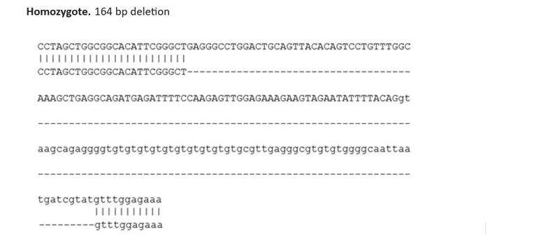 Sanger Sequencing - Human ALKBH2 knockout THP-1 cell line (AB308475)