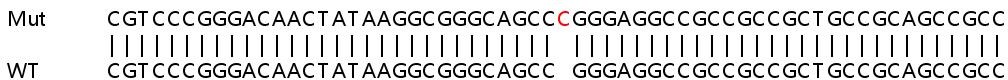 Sanger Sequencing - Human ALKBH5 knockout HEK-293T cell line (AB266762), expandable thumbnail