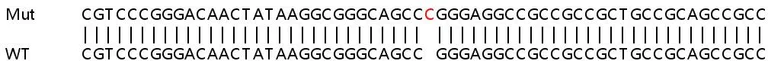 Sanger Sequencing - Human ALKBH5 knockout HEK-293T cell lysate (AB257349)