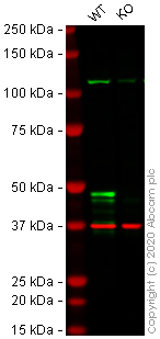 Western blot - Human ALKBH5 knockout HEK-293T cell lysate (AB257349)