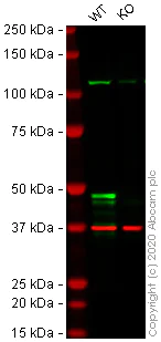 Western blot - Human ALKBH5 knockout HEK-293T cell lysate (AB257349)