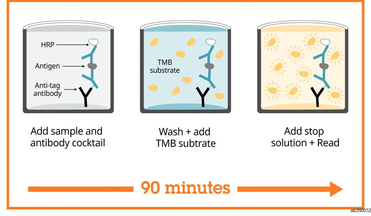ELISA - Human Alpha-synuclein ELISA Kit (AB260052), expandable thumbnail