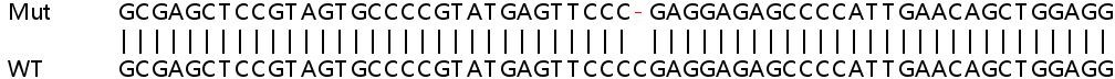 Sanger Sequencing - Human AMPD2 knockout HEK-293T cell line (AB266673)
