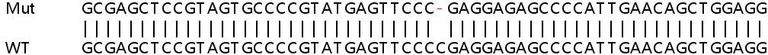 Sanger Sequencing - Human AMPD2 knockout HEK-293T cell line (AB266673)