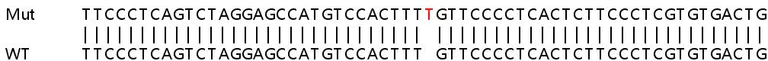Sanger Sequencing - Human ANAPC15 (APC15) knockout HEK-293T cell lysate (AB263084)