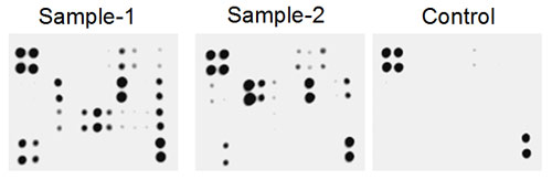 Multiplex Protein Detection - Human Angiogenesis Antibody Array - Membrane (23 targets) (AB169808), expandable thumbnail