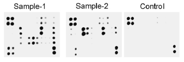 Multiplex Protein Detection - Human Angiogenesis Antibody Array - Membrane (43 Targets) (AB193655), expandable thumbnail