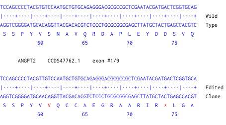 Next Generation Sequencing - Human ANGPT2 knockout HCT116 cell line (AB287210), expandable thumbnail