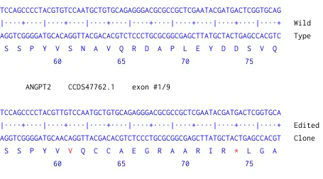 Next Generation Sequencing - Human ANGPT2 knockout HCT116 cell line (AB287210)