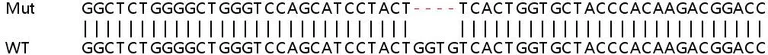 Sanger Sequencing - Human ANGPTL6 knockout A549 cell lysate (AB263085)