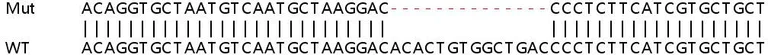 Sanger Sequencing - Human ANKRD52 (ANR52) knockout HEK-293T cell line (AB266442)