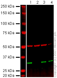 Western blot - Human ANP32A (PHAP1) knockout HEK-293T cell line (AB266148)