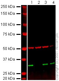 Western blot - Human ANP32A (PHAP1) knockout HEK-293T cell lysate (AB258303)