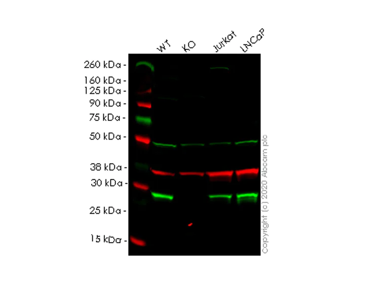 Western blot - Human ANP32B (PHAPI2/APRIL) knockout HEK-293T cell lysate (AB257831)