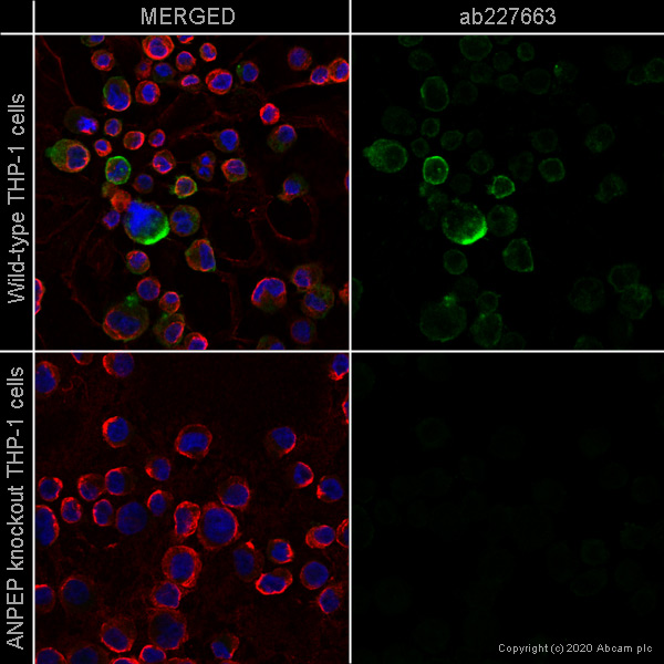 Immunocytochemistry/ Immunofluorescence - Human ANPEP (CD13) knockout THP-1 cell line (AB273759), expandable thumbnail