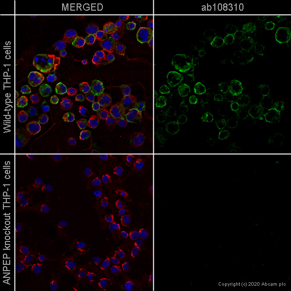 Immunocytochemistry/ Immunofluorescence - Human ANPEP (CD13) knockout THP-1 cell line (AB273759), expandable thumbnail