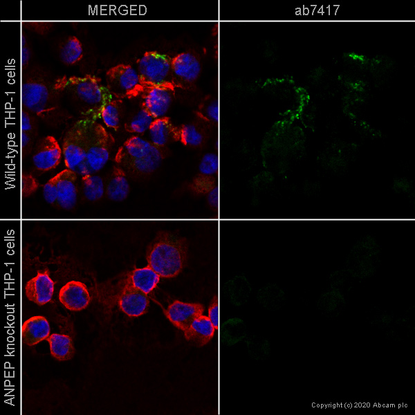 Immunocytochemistry/ Immunofluorescence - Human ANPEP (CD13) knockout THP-1 cell line (ab273759), expandable thumbnail
