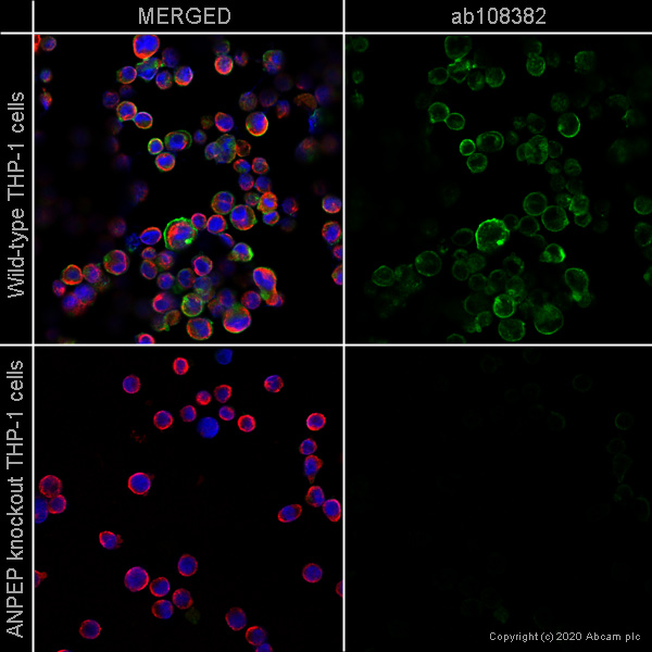Immunocytochemistry/ Immunofluorescence - Human ANPEP (CD13) knockout THP-1 cell line (AB273759), expandable thumbnail