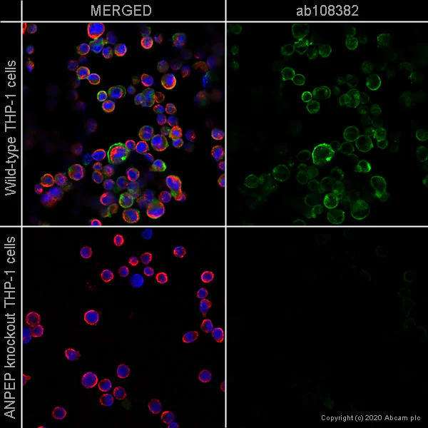 Immunocytochemistry/ Immunofluorescence - Human ANPEP (CD13) knockout THP-1 cell line (AB273759)