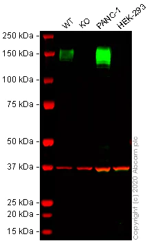 Western blot - Human ANPEP (CD13) knockout THP-1 cell line (AB273759)