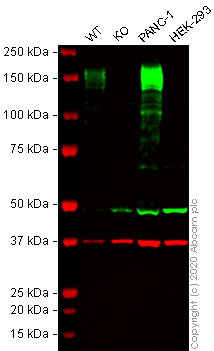 Western blot - Human ANPEP (CD13) knockout THP-1 cell line (ab273759), expandable thumbnail