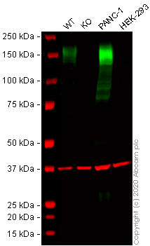 Western blot - Human ANPEP (CD13) knockout THP-1 cell line (ab273759), expandable thumbnail