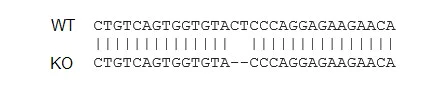 Sanger Sequencing - Human ANPEP (CD13) knockout THP-1 cell lysate (AB275505)