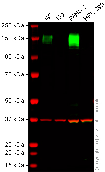 Western blot - Human ANPEP (CD13) knockout THP-1 cell lysate (AB275505)