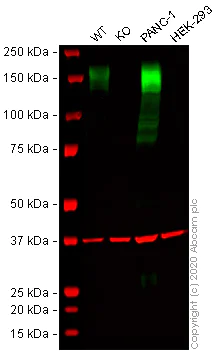 Western blot - Human ANPEP (CD13) knockout THP-1 cell lysate (AB275505)