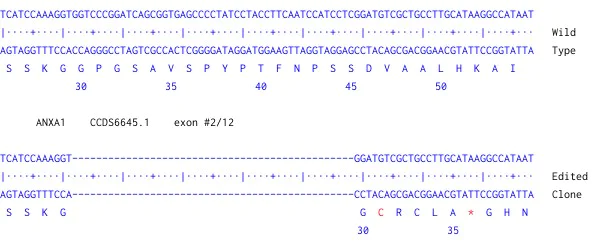 Next Generation Sequencing - Human ANXA1 knockout A549 cell line (AB287214)