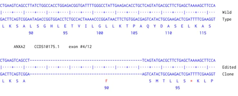 Next Generation Sequencing - Human ANXA2 knockout A549 cell line (AB300837)