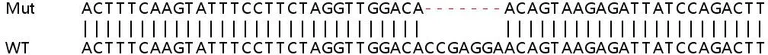 Sanger Sequencing - Human ANXA3 (Annexin A3) knockout HeLa cell line (AB264700)