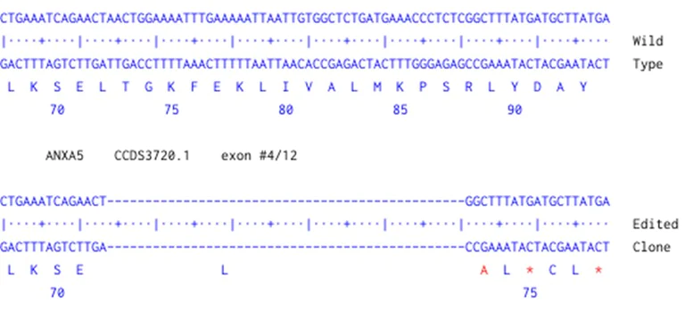 Next Generation Sequencing - Human ANXA5 knockout A549 cell line (AB300840)