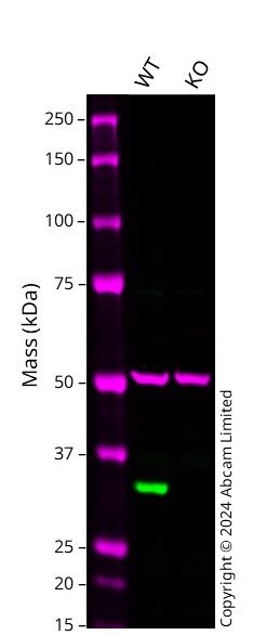 Western blot - Human ANXA5 knockout A549  cell line (AB300840), expandable thumbnail