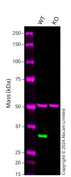 Western blot - Human ANXA5 knockout A549 cell line (AB300840)