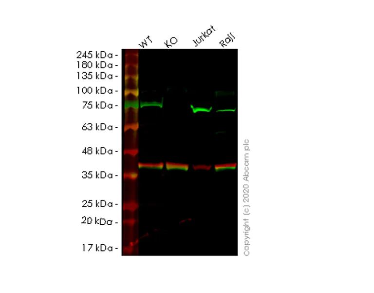 Western blot - Human ANXA6 (Annexin-6) knockout HeLa cell line (AB265677)