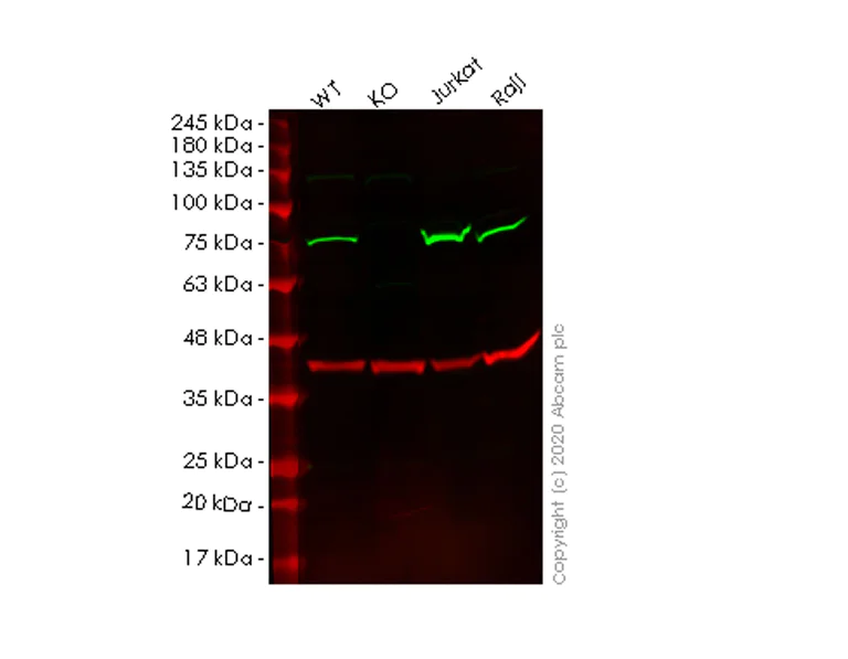 Western blot - Human ANXA6 (Annexin-6) knockout HeLa cell lysate (AB257351)