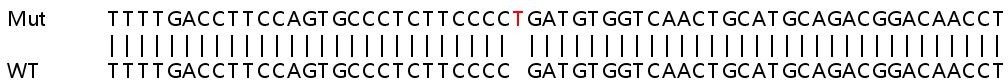 Sanger Sequencing - Human AP1B1 knockout HEK-293T cell lysate (AB263089), expandable thumbnail