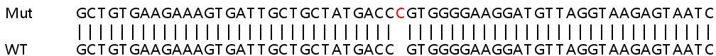 Sanger Sequencing - Human AP2B1 knockout HEK-293T cell line (AB266391), expandable thumbnail