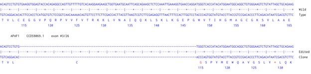 Next Generation Sequencing - Human APAF1 knockout A549  cell line (AB300843), expandable thumbnail