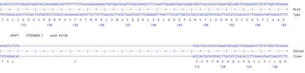 Next Generation Sequencing - Human APAF1 knockout A549 cell line (AB300843)