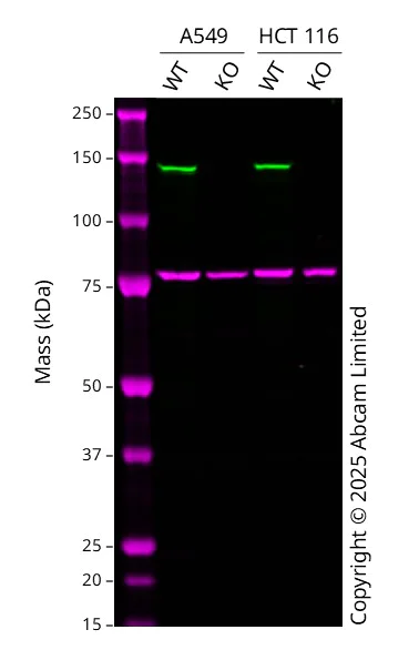 Western blot - Human APAF1 knockout A549 cell line (AB300843)