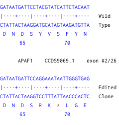 Next Generation Sequencing - Human APAF1 knockout HCT116  cell line (AB300842), expandable thumbnail