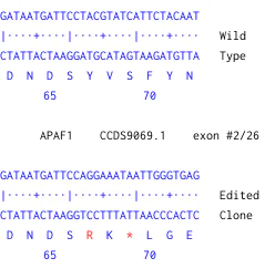 Next Generation Sequencing - Human APAF1 knockout HCT116 cell line (AB300842)