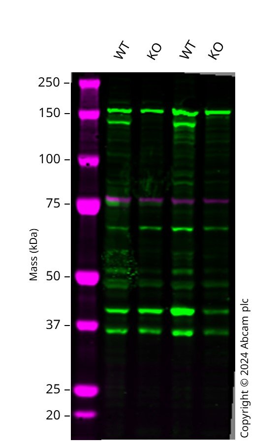 Western blot - Human APAF1 knockout HCT116  cell line (AB300842), expandable thumbnail