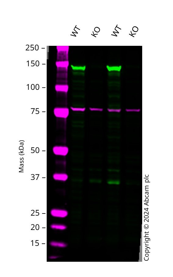 Western blot - Human APAF1 knockout HCT116  cell line (AB300842), expandable thumbnail