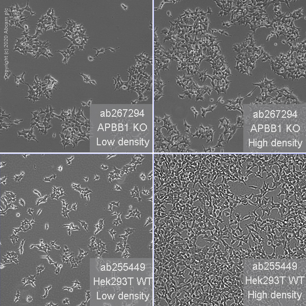 Cell Culture - Human APBB1 (FE65) knockout HEK-293T cell line (AB267294), expandable thumbnail