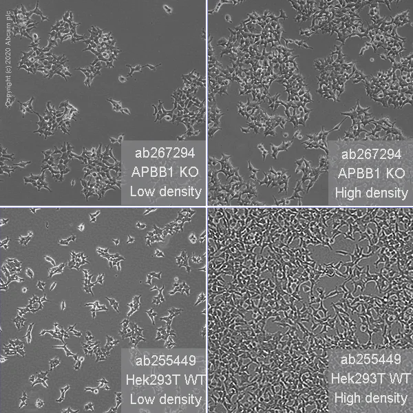 Cell Culture - Human APBB1 (FE65) knockout HEK-293T cell line (AB267294)